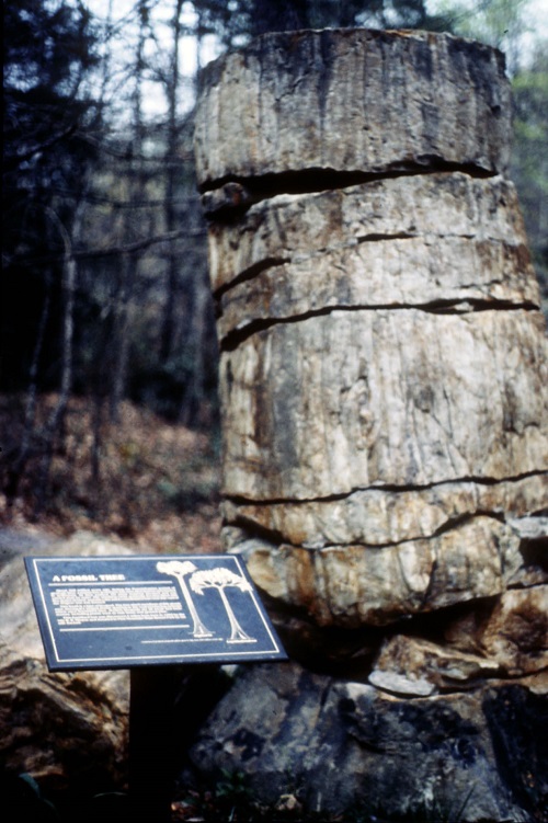 Upright (Standing) Fossil Tree Stumps, Fossils, Kentucky Geological
